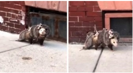 Das Video dieses Opossums zeigt, dass die Liebe einer Mutter größer ist als alles andere auf der Welt